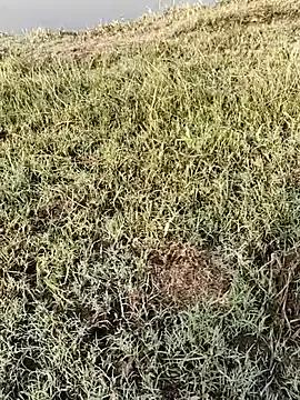 ThethunderPo from StripChat is Freechat